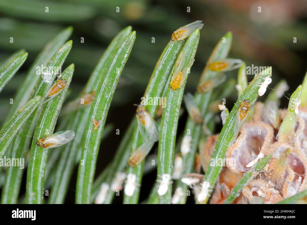 Insectes de la Galle puceron de l'épinette verte (Sacchiphantes viridis synonymes: Chermes viridis, Sacchiphantes abietis viridis) sur les aiguilles de l'épinette. Banque D'Images