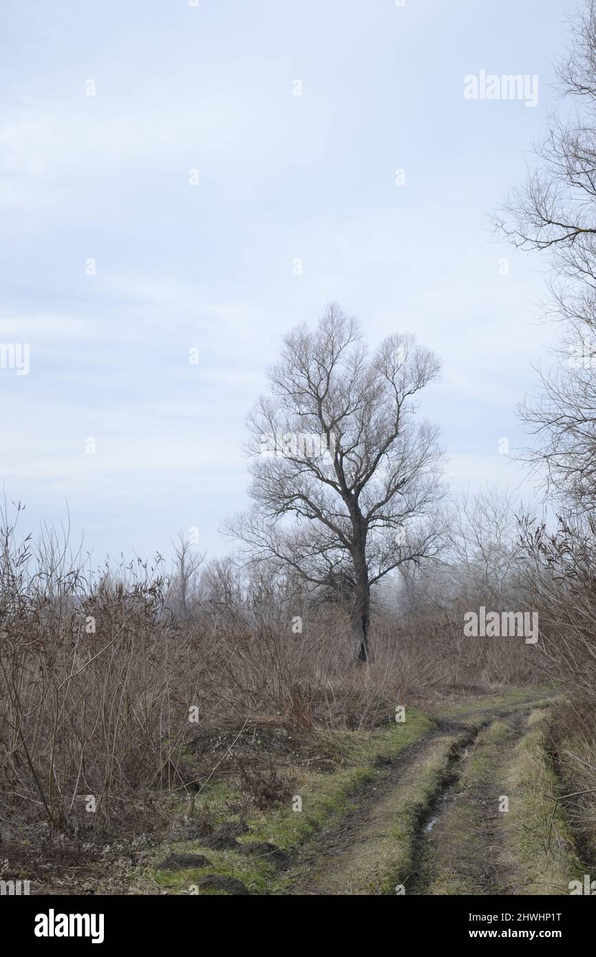 Une forêt couverte d'eau d'une rivière inondée. Banque D'Images