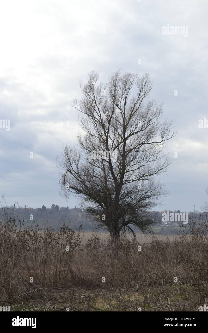 Une forêt couverte d'eau d'une rivière inondée. Banque D'Images