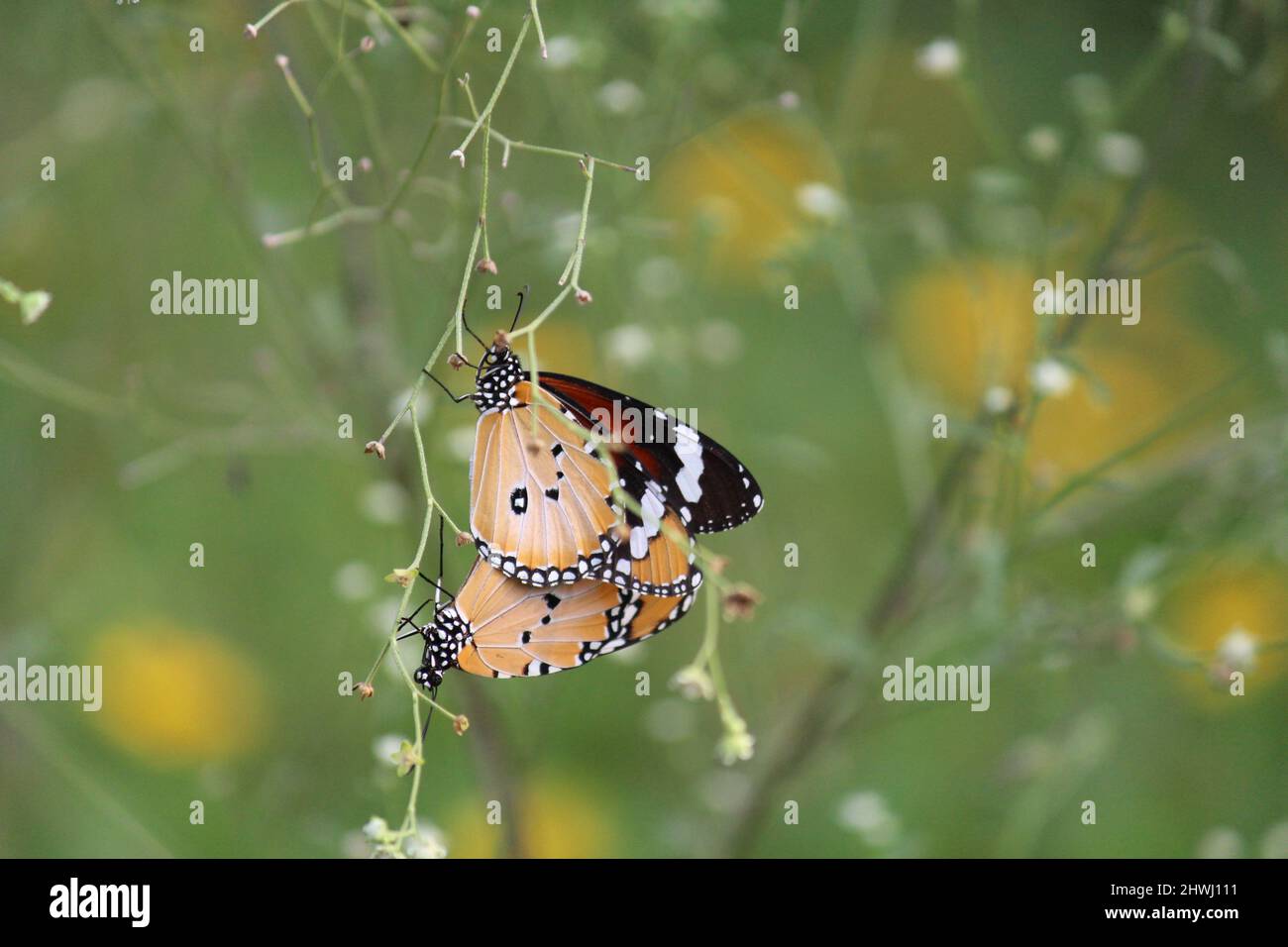 Une paire de papillons d'orange sur des épines Banque D'Images