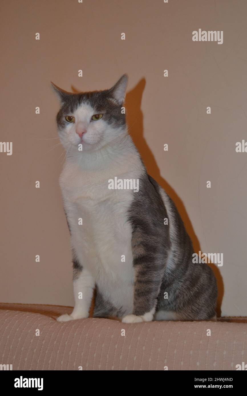 Portrait d'un chat gris et blanc ludique dans l'appartement. Banque D'Images