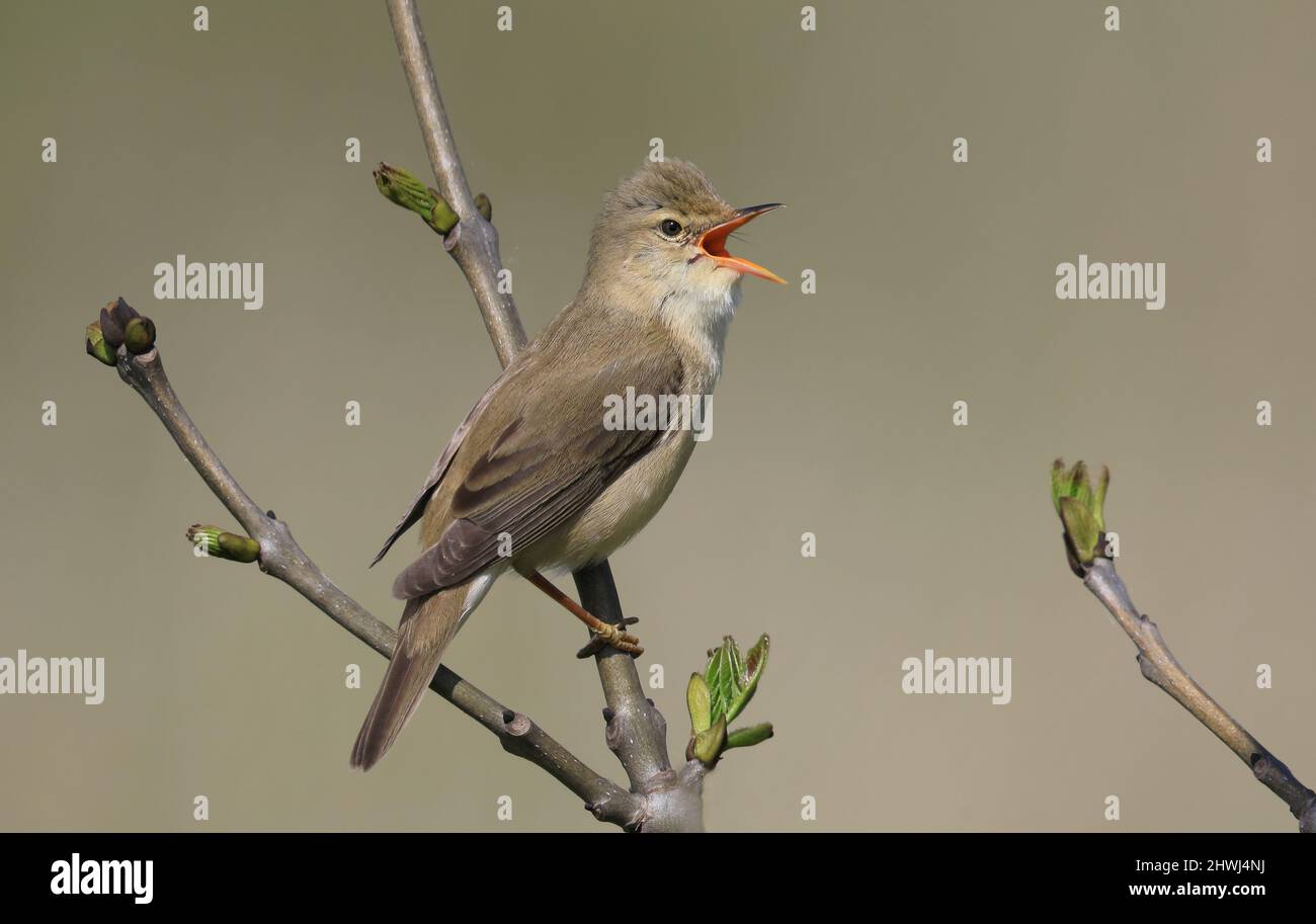 Paruline de marais, chantant d'un arbre avec des bourgeons Banque D'Images