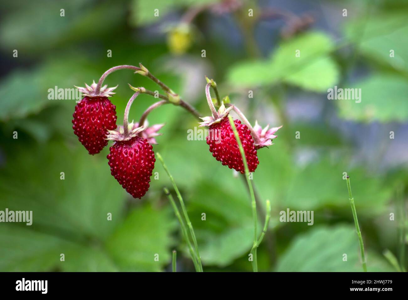 fraises fraîches sauvages dans le jardin Banque D'Images