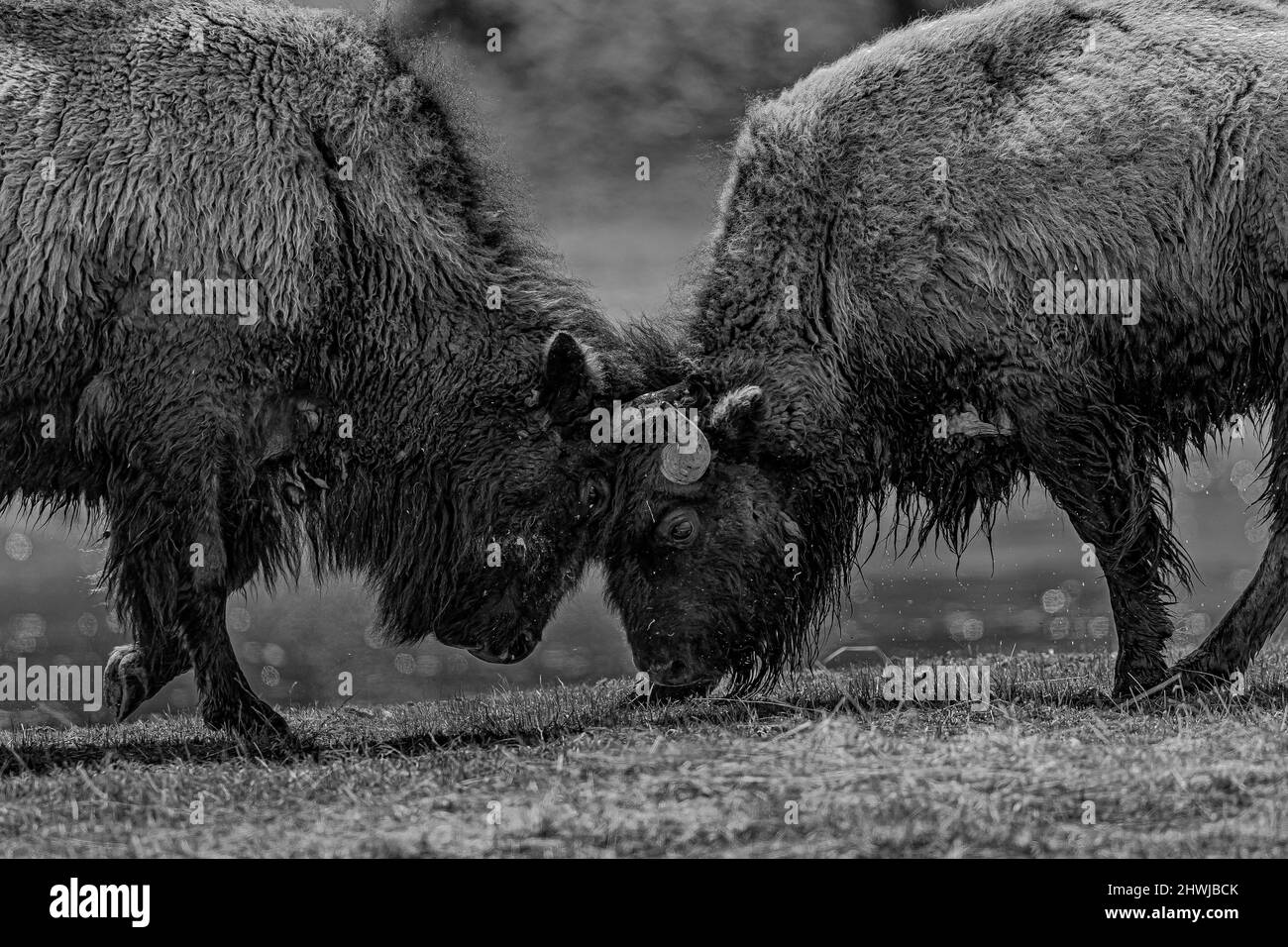 Buffalo, Bison bison, se lance de façon agressive dans un concours de force le long de la rivière Madison en mai dans le parc national de Yellowstone, Wyoming, États-Unis Banque D'Images