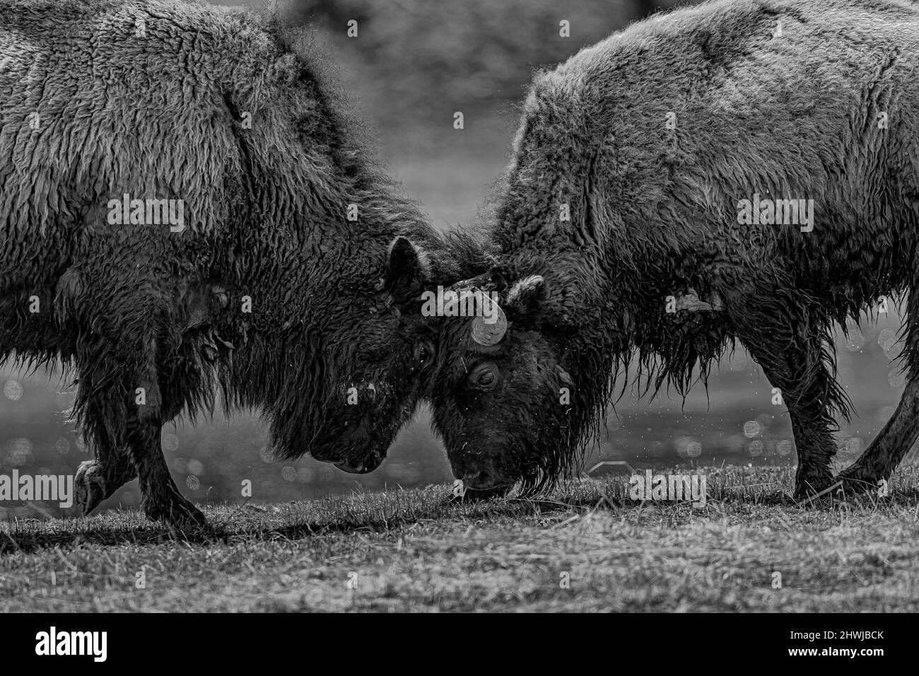 Buffalo, Bison bison, se lance de façon agressive dans un concours de force le long de la rivière Madison en mai dans le parc national de Yellowstone, Wyoming, États-Unis Banque D'Images Buffalo, Bison bison, se lance de façon agressive dans un concours de force le long de la rivière Madison en mai dans le parc national de Yellowstone, Wyoming, États-Unis Banque D'Images