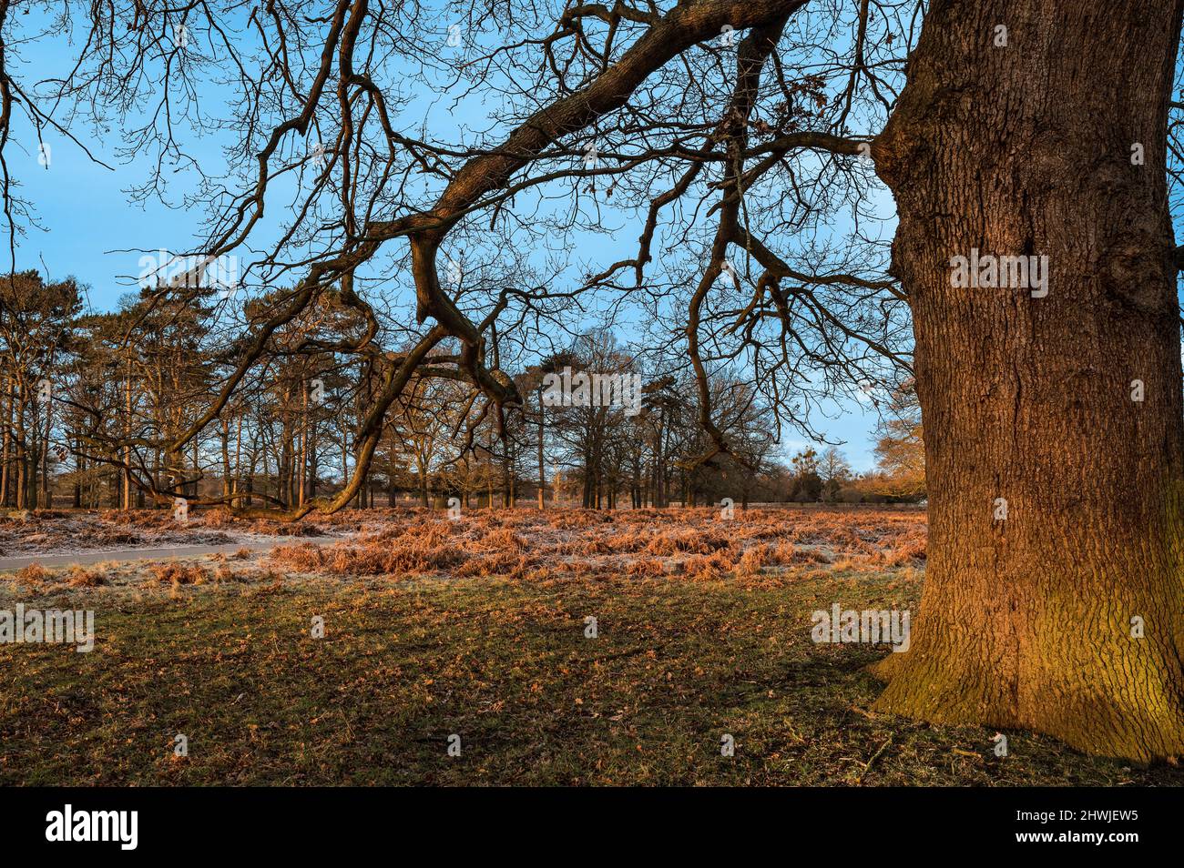Grand arbre embrassé par la lumière du soleil du matin Banque D'Images