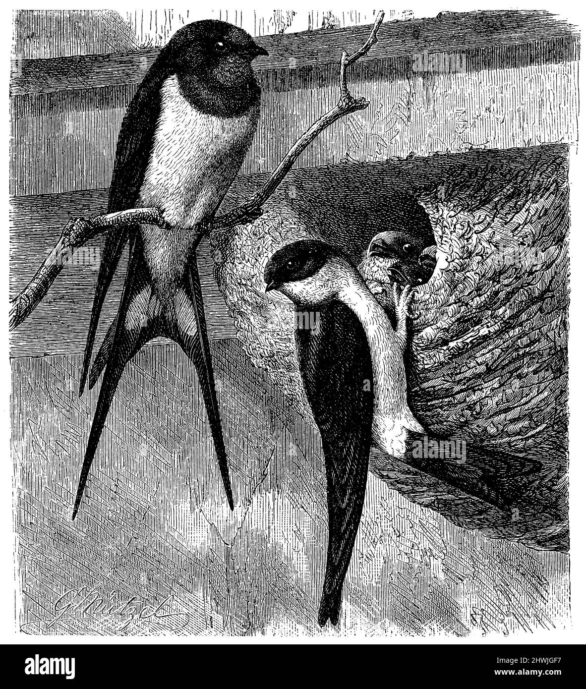 Hirondelle de la grange;hirondelle de la Grange;hirondelle de la Grange, au nid; au nid; au nid, Hirundo rustica;Hirundo rustica;Hirundo rustica;Hirundo rustica, G. Muetzel aus Brehms Tierleben (livre de biologie, 1880), Rauchschwalbe;Rauchest, Ncham, Nchwalbe; Rauscham, Nest, Ncham, Ncham, Ncham, Ncham, Num AM Nest, Hirondelle rustique;Hirondelle rustique;Hirondelle rustique;Hirondelle rustique, au nid; au nid Banque D'Images