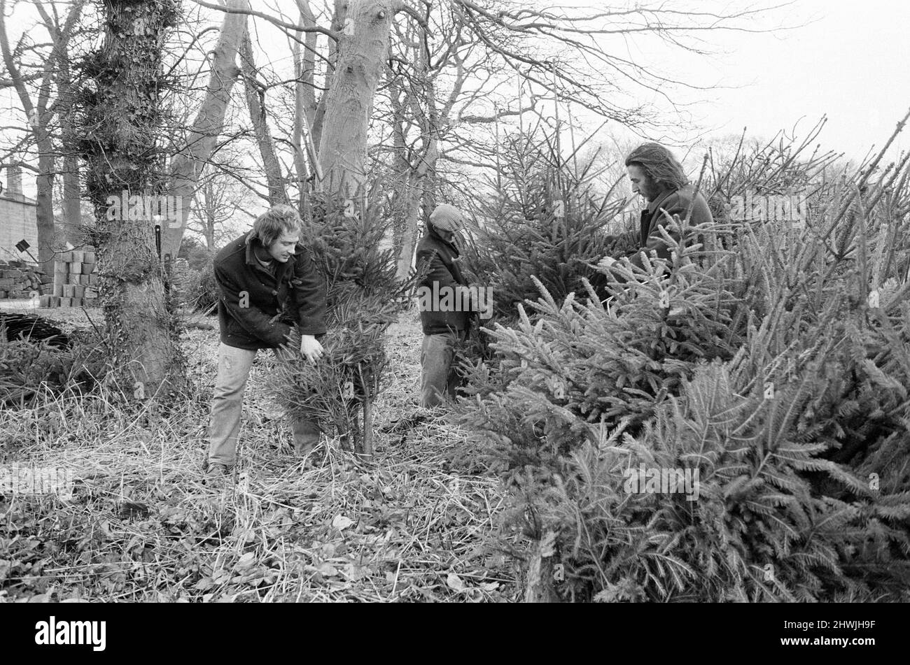 Arbres de Noël en cours de récolte, Teesside, décembre 1972. Banque D'Images