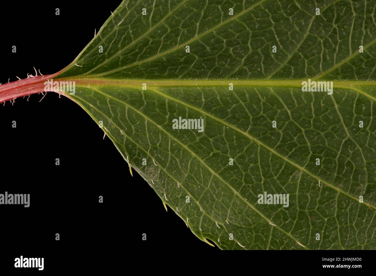 Hardy Kiwi (Actinidia arguta). Gros plan de la base des lames Banque D'Images