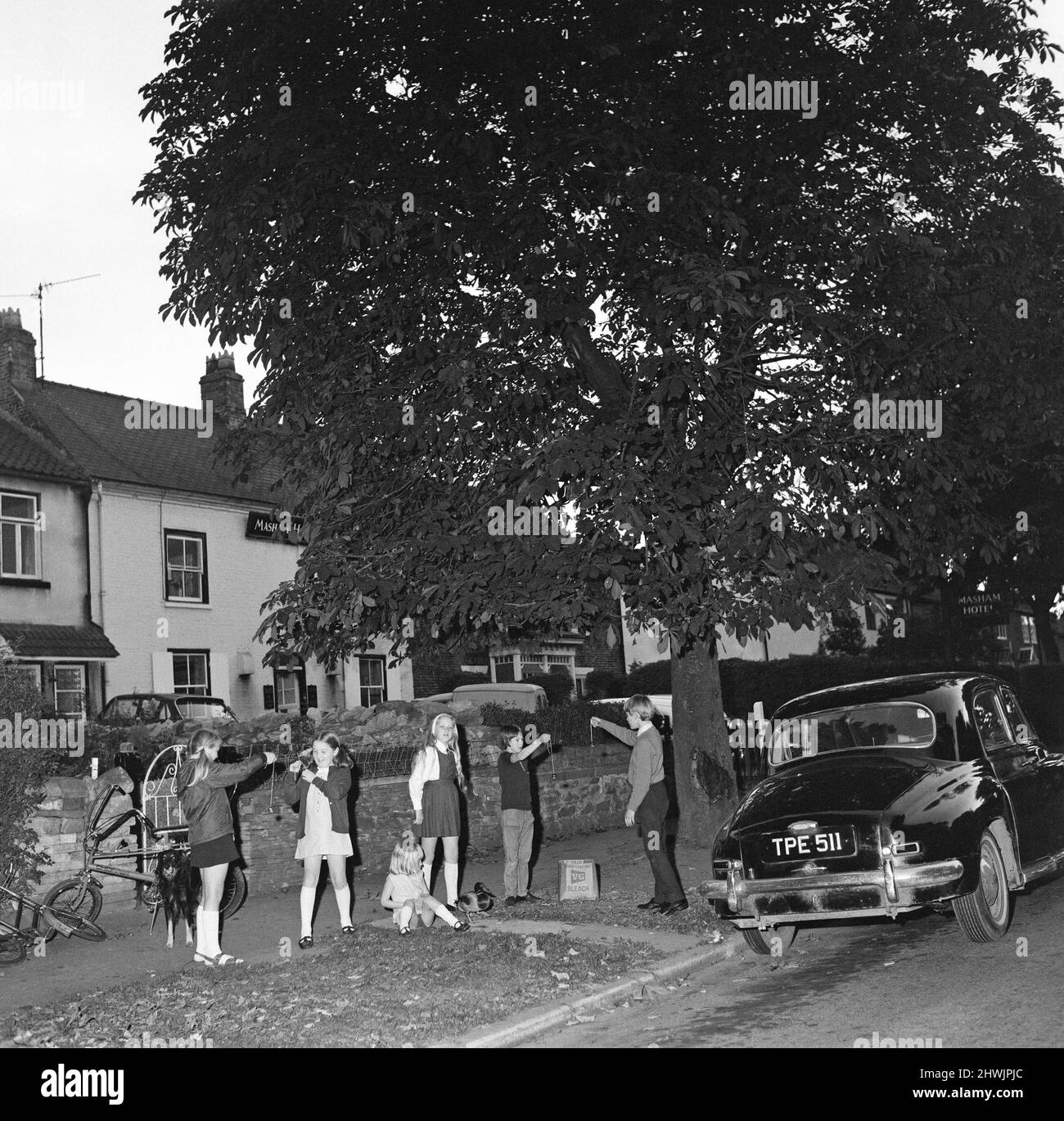 Enfants à Hartburn, comté de Durham, jouant à conkers sous un arbre de conker. 1971. Banque D'Images