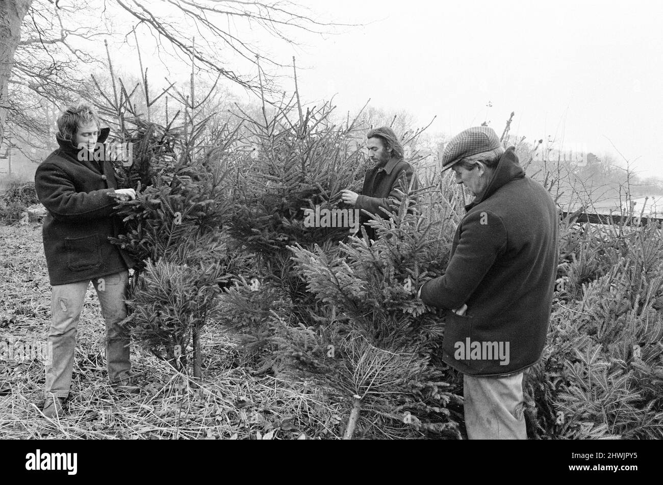 Arbres de Noël en cours de récolte, Teesside, décembre 1972. Banque D'Images