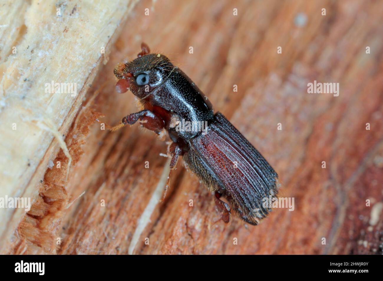 Le platypus cylindrus, communément connu sous le nom de coléoptère de chêne, est une espèce de coléoptère de l'ambrosie de la famille des maléfiques Curculionidae, anciennement Platypodidae. Banque D'Images