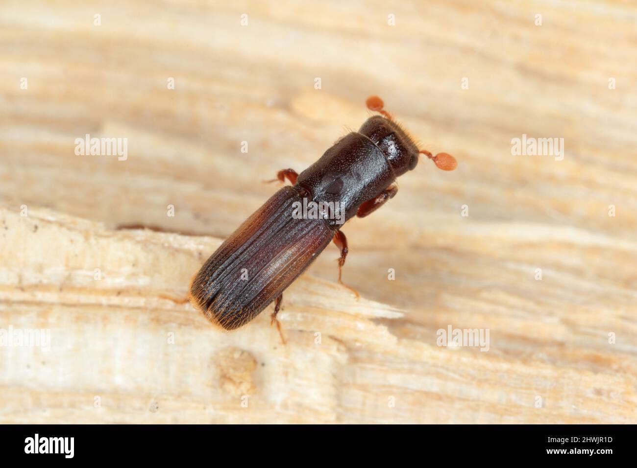 Le platypus cylindrus, communément connu sous le nom de coléoptère de chêne, est une espèce de coléoptère de l'ambrosie de la famille des maléfiques Curculionidae, anciennement Platypodidae. Banque D'Images