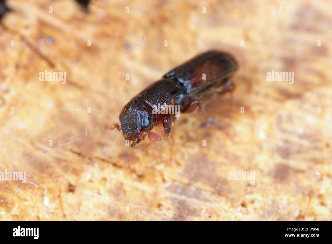 Le platypus cylindrus, communément connu sous le nom de coléoptère de chêne, est une espèce de coléoptère de l'ambrosie de la famille des maléfiques Curculionidae, anciennement Platypodidae. Banque D'Images