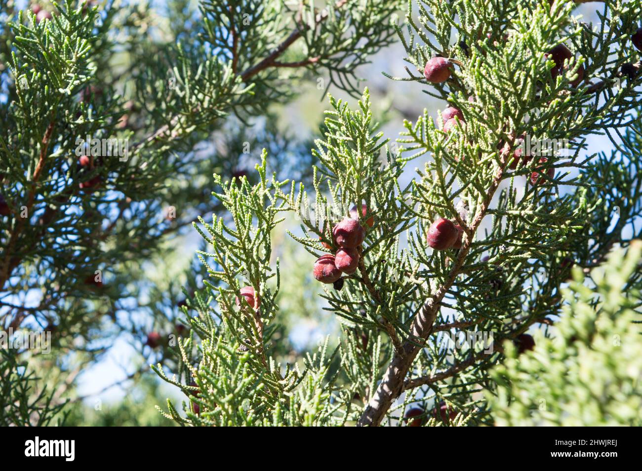Arbuste méditerranéen Juniperus phoenicea connu sous le nom de genièvre phénicéen ou Arar avec des feuilles ressemblant à des aiguilles et de petits cônes ou baies bruns, en Croatie Banque D'Images