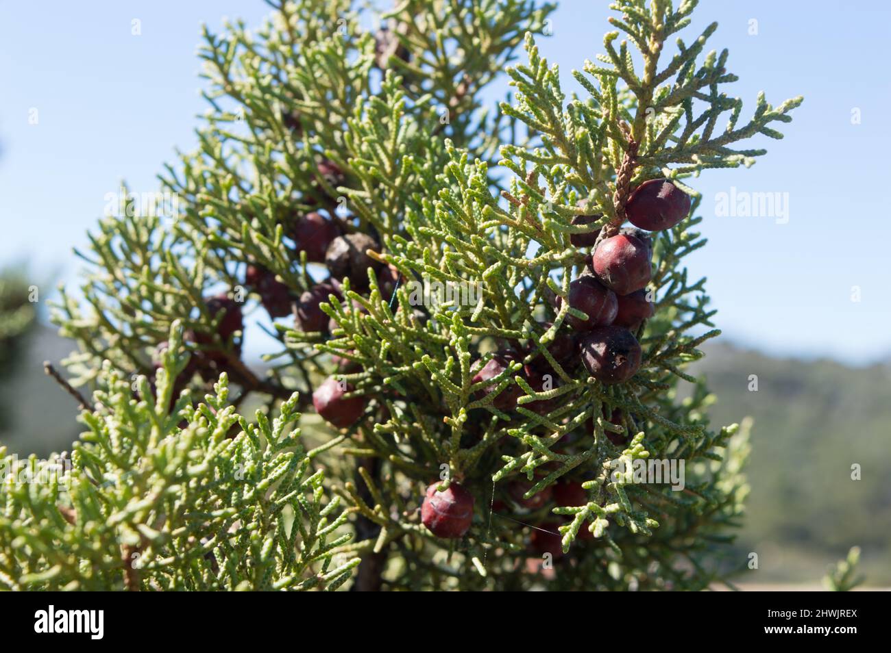 Arbuste méditerranéen Juniperus phoenicea connu sous le nom de genièvre phénicéen ou Arar avec des feuilles ressemblant à des aiguilles et de petits cônes ou baies bruns, en Croatie Banque D'Images