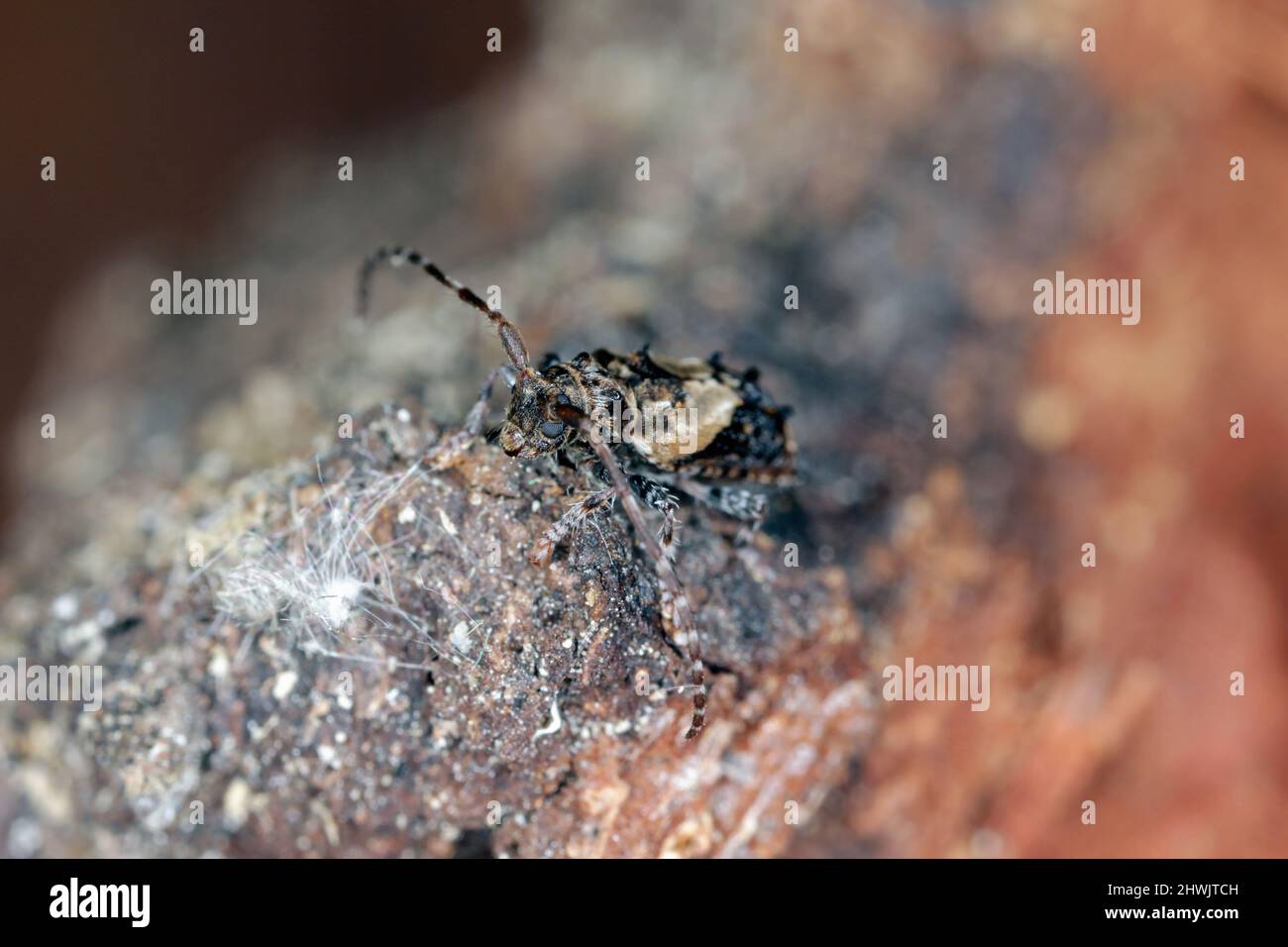 Coléoptère de longhorn à extrémité moindre (Pogonochreus hispidus). Petit insecte de la famille des Cerambycidae. Camouflé comme oiseau tombant. Banque D'Images