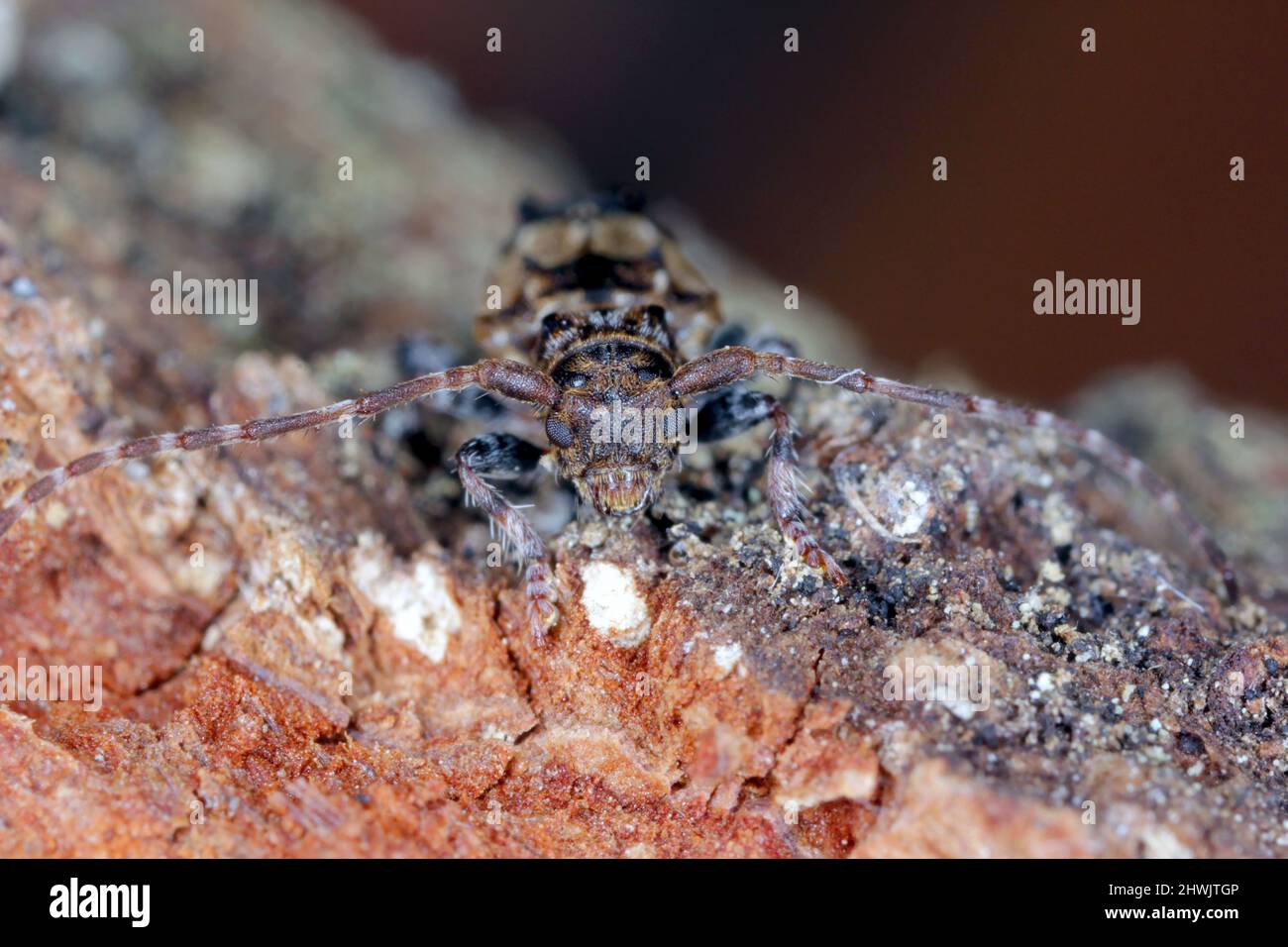 Coléoptère de longhorn à extrémité moindre (Pogonochreus hispidus). Petit insecte de la famille des Cerambycidae. Camouflé comme oiseau tombant. Banque D'Images