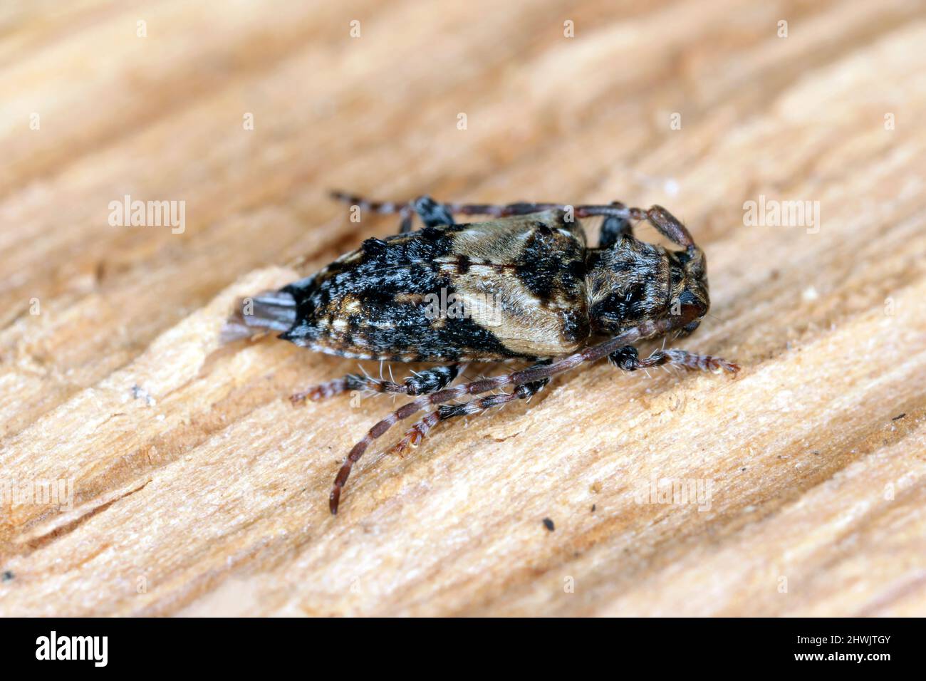 Coléoptère de longhorn à extrémité moindre (Pogonochreus hispidus). Petit insecte de la famille des Cerambycidae. Camouflé comme oiseau tombant. Banque D'Images