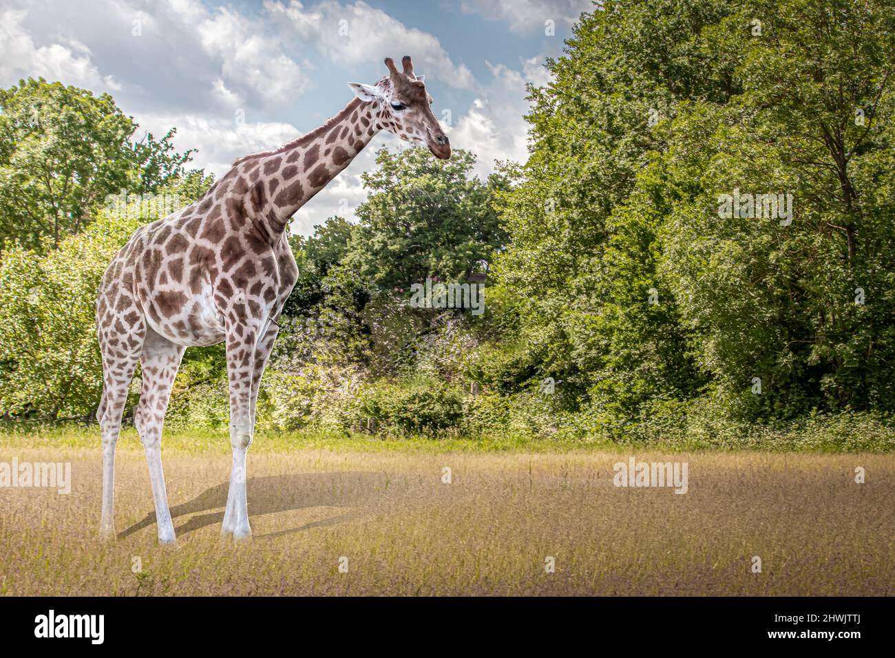Girafe debout dans un champ ouvert Banque D'Images