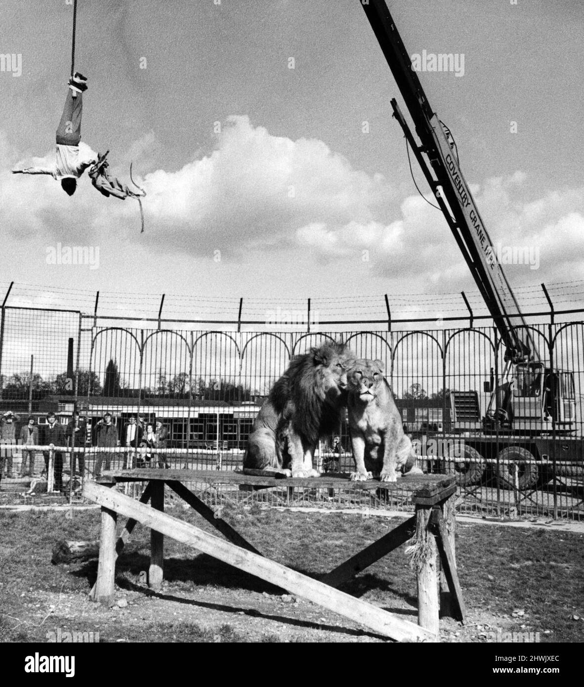 Mel Harvey's Escape Act au zoo de Coventry, suspendu au-dessus de la cage du lion par ses chevilles. Coventry, West Midlands, 28th mars 1972. Banque D'Images