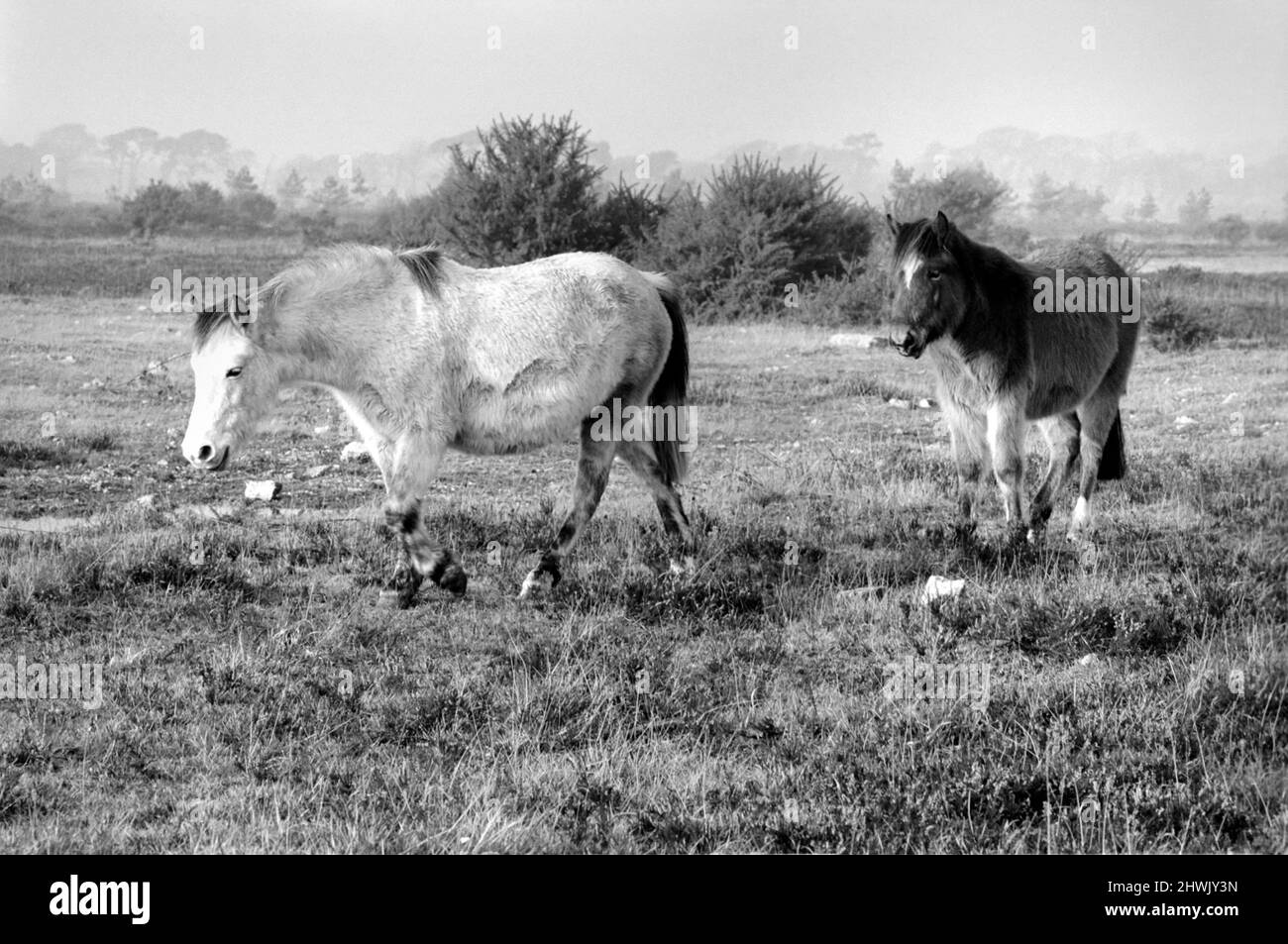 Animaux: Cheval: Paysage: Nouvelles étangs forestiers. New Forest Ponies recherche de nourriture sous le soleil d'hiver. Décembre 1972 72-11764 Banque D'Images