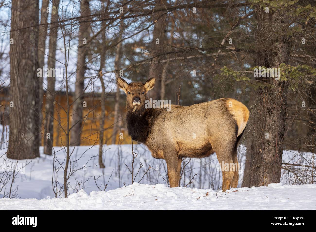 Jeune élan à Clam Lake, Wisconsin. Banque D'Images