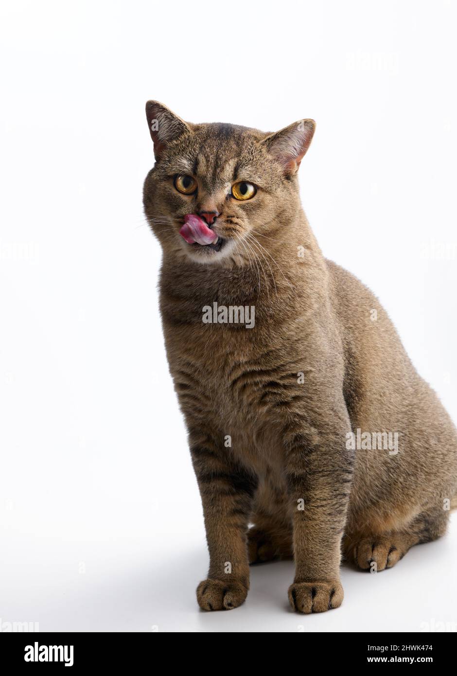 Un Jeune Chat Ecossais Adulte S Assoit Sur Un Fond Blanc Et Se Regle Sur Ses Levres Apres Avoir Mange Animal Regardant La Camera Photo Stock Alamy