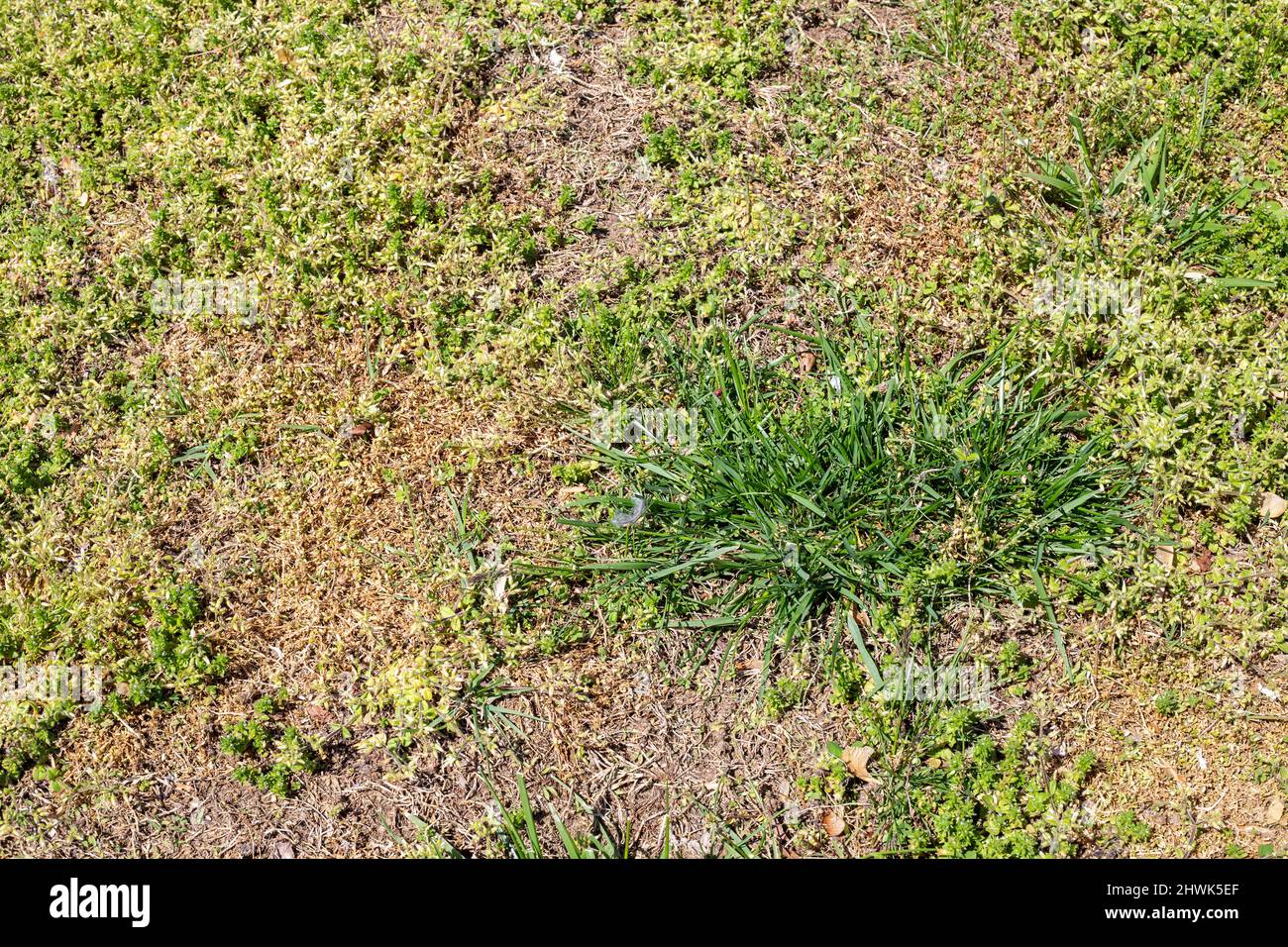 Mauvaises herbes de pelouse Banque de photographies et d’images à haute — free download
