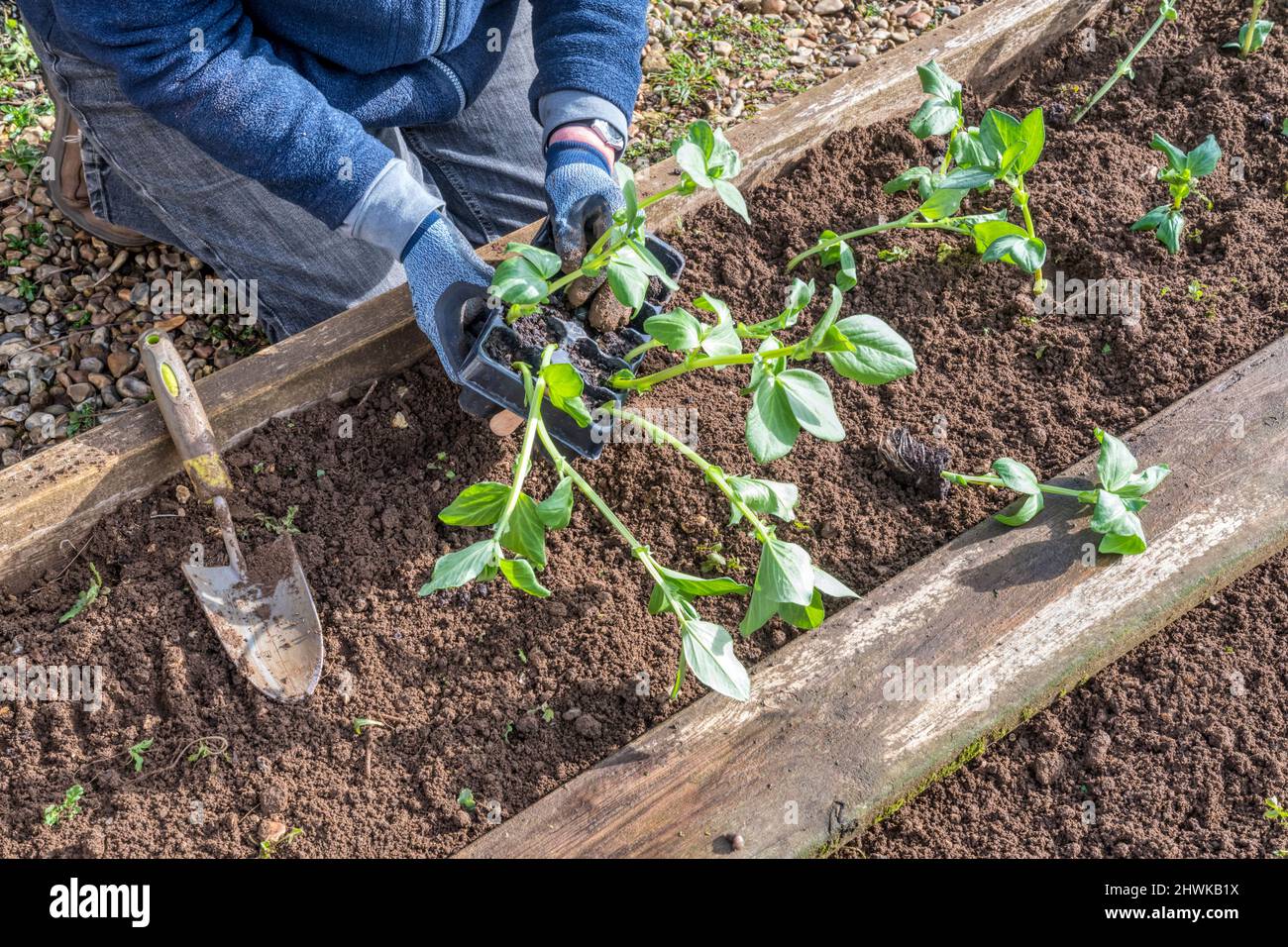 Femme plantant des plantes de haricots larges 'Bunyard's Exhibition' dans un potager ou un lotissement. Banque D'Images