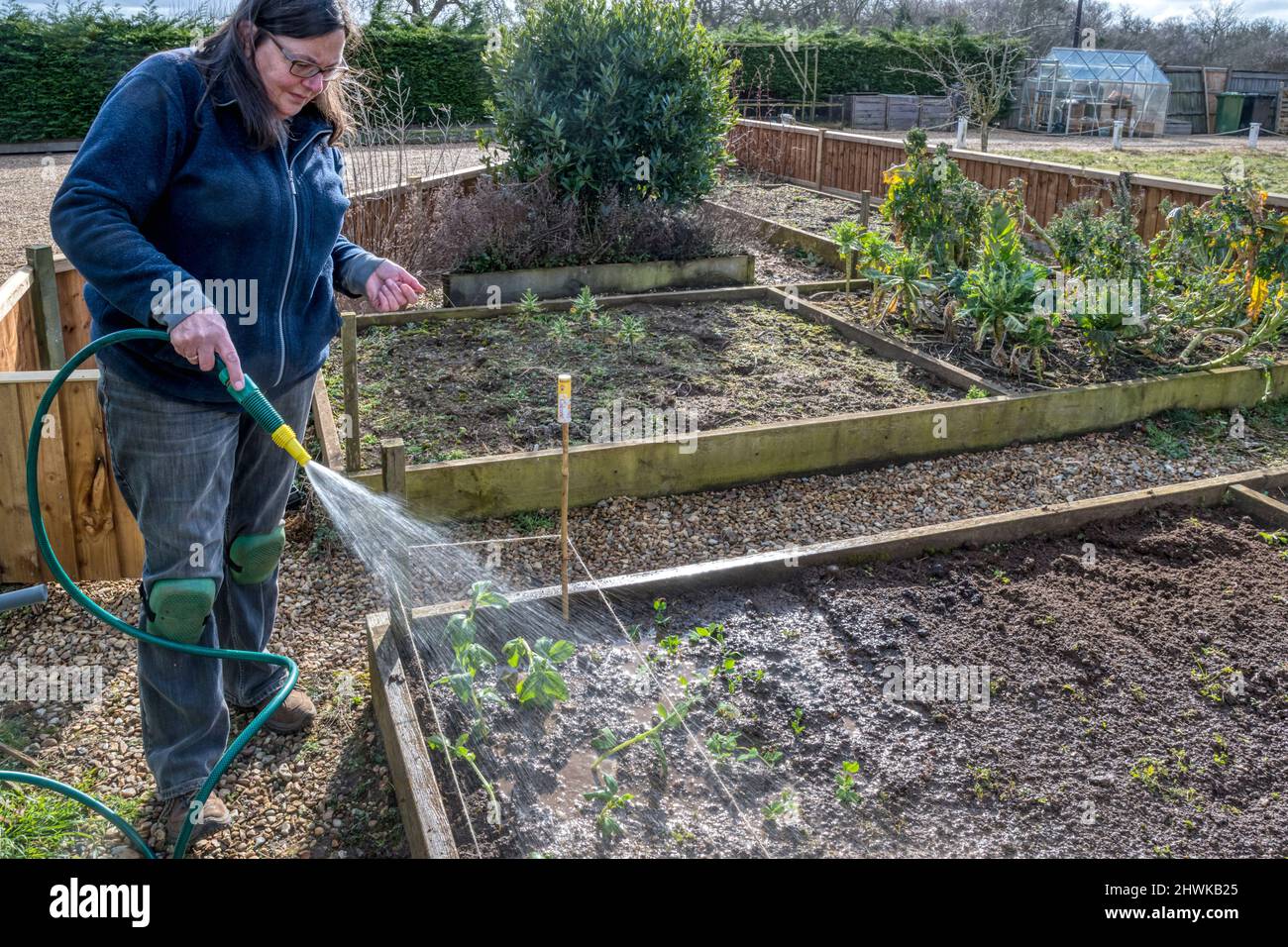 Femme qui arrose des plantes de haricots et de pois après les avoir planté dans un potager. Banque D'Images