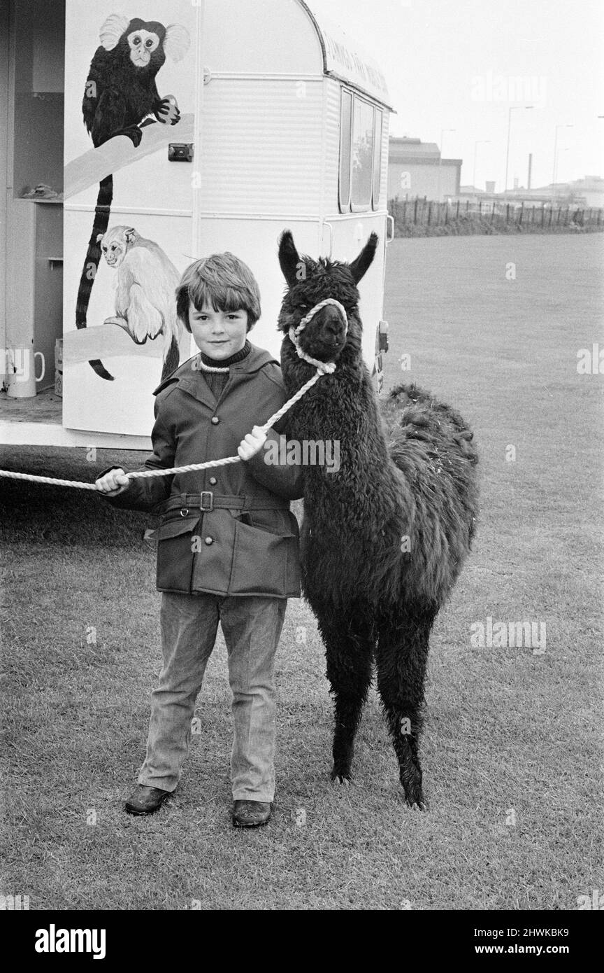 Un enfant jouant avec un Llama au gala ici. 1972. Banque D'Images