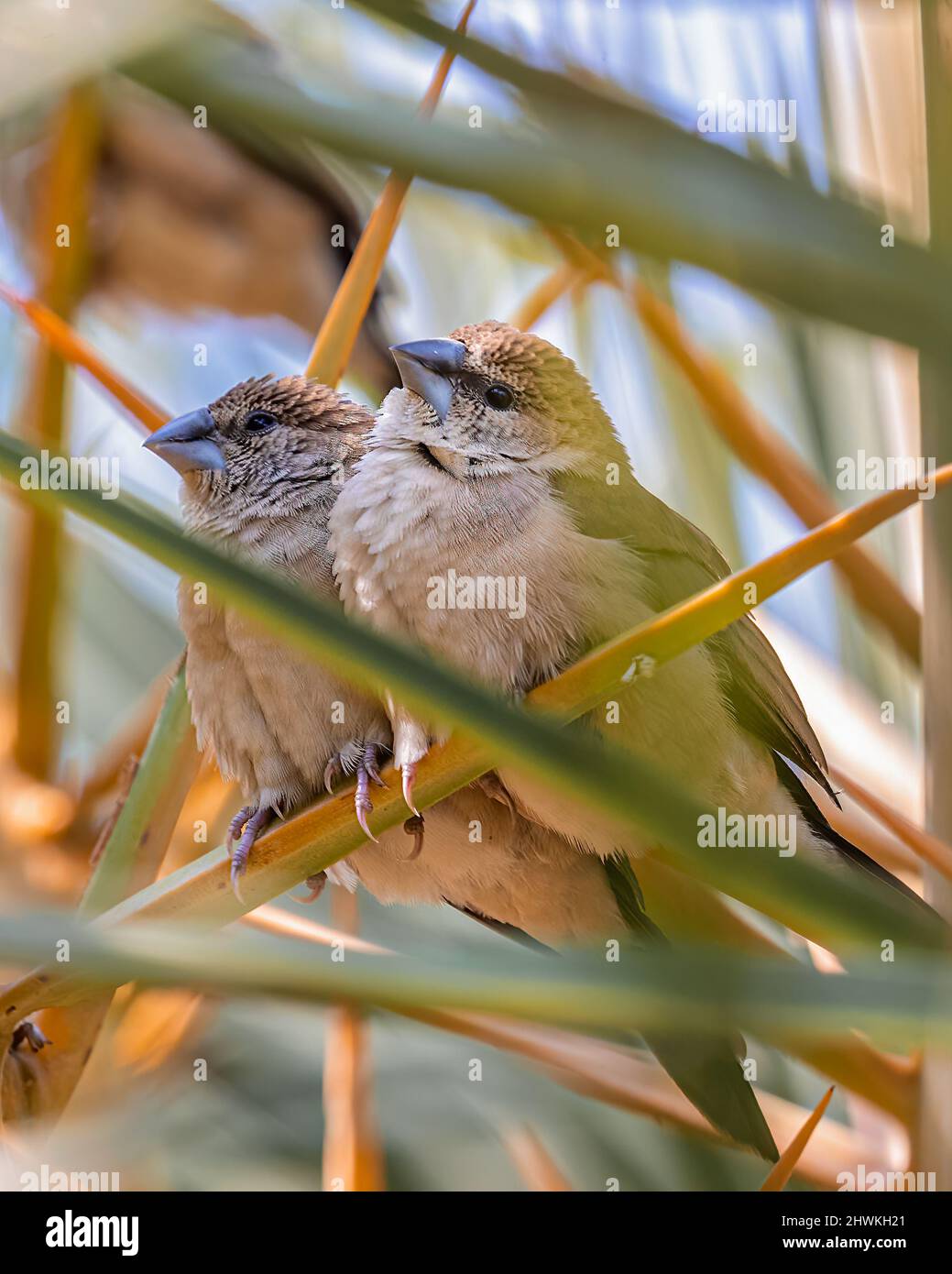 Une paire de billets Silver dans l'ambiance de repos Banque D'Images