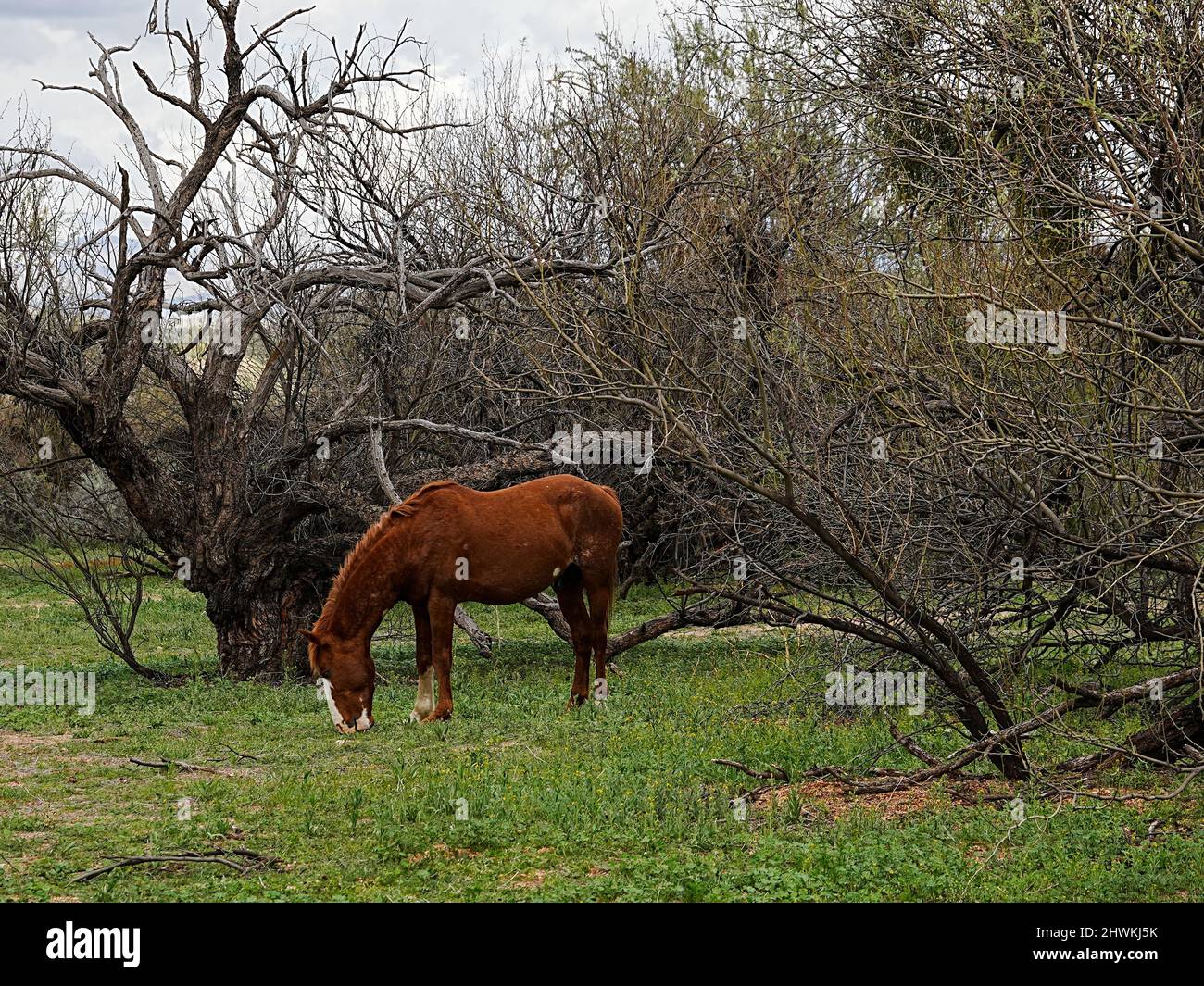 Des chevaux sauvages parcourent le bassin de la rivière Salt près de Phoenix Arizona dans la région sauvage nationale de Tonto Banque D'Images