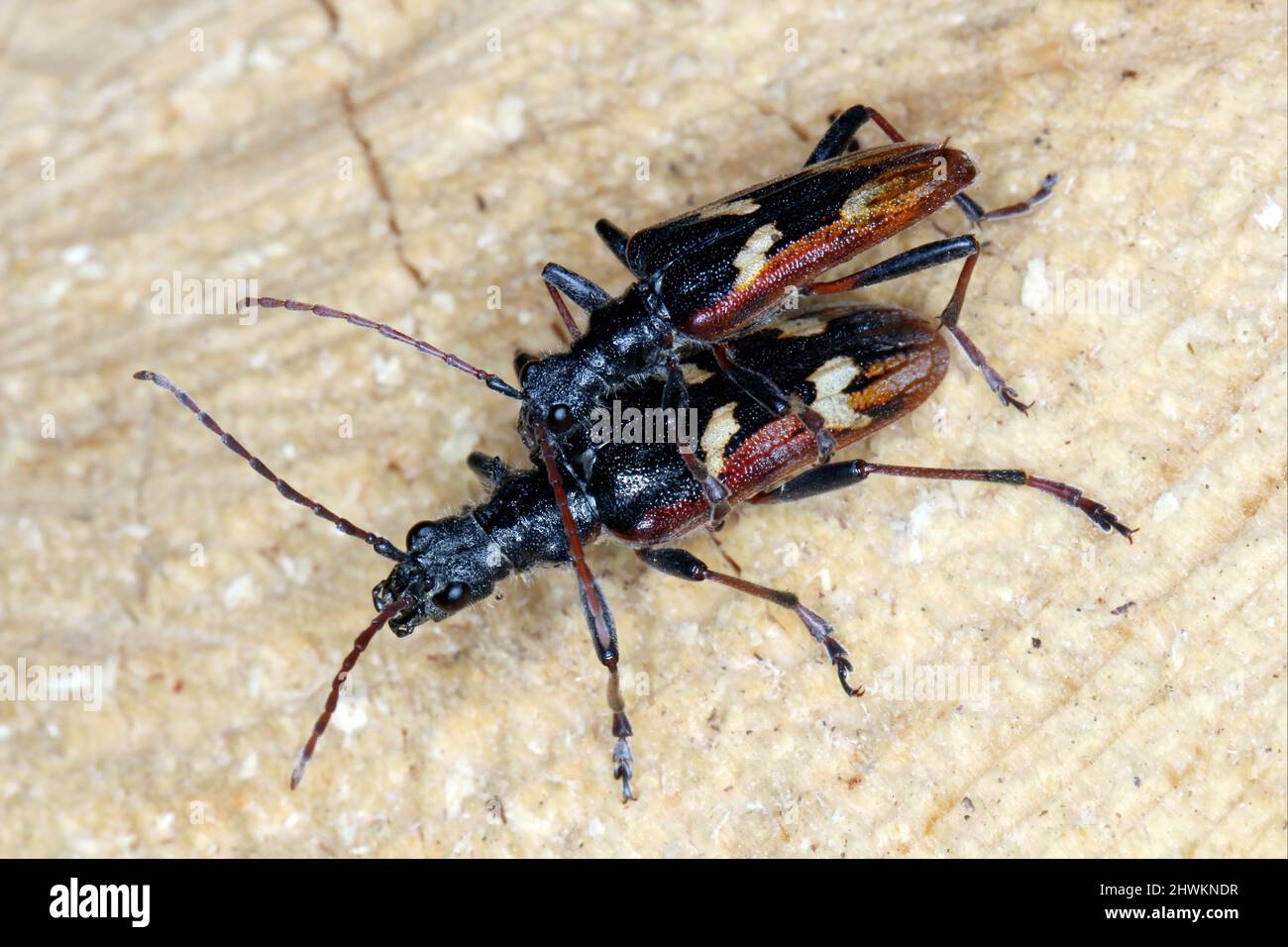 Dendroctone du longhorn à deux bandes (Rhagium bifasciatum). Banque D'Images