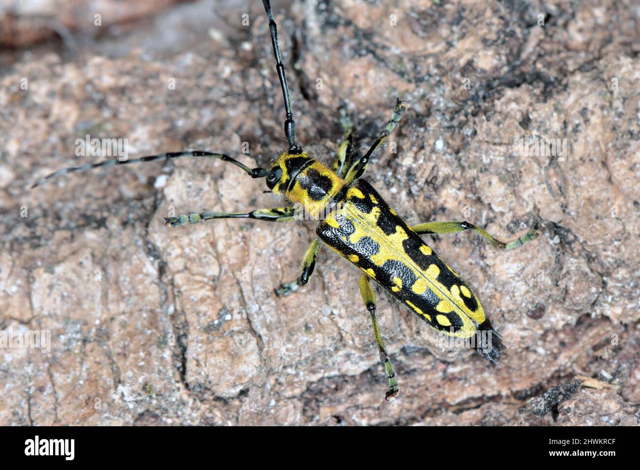 Grand coléoptère à corne marquée par une échelle (Saperda scalaris) sur l'écorce des arbres, photo macro Banque D'Images
