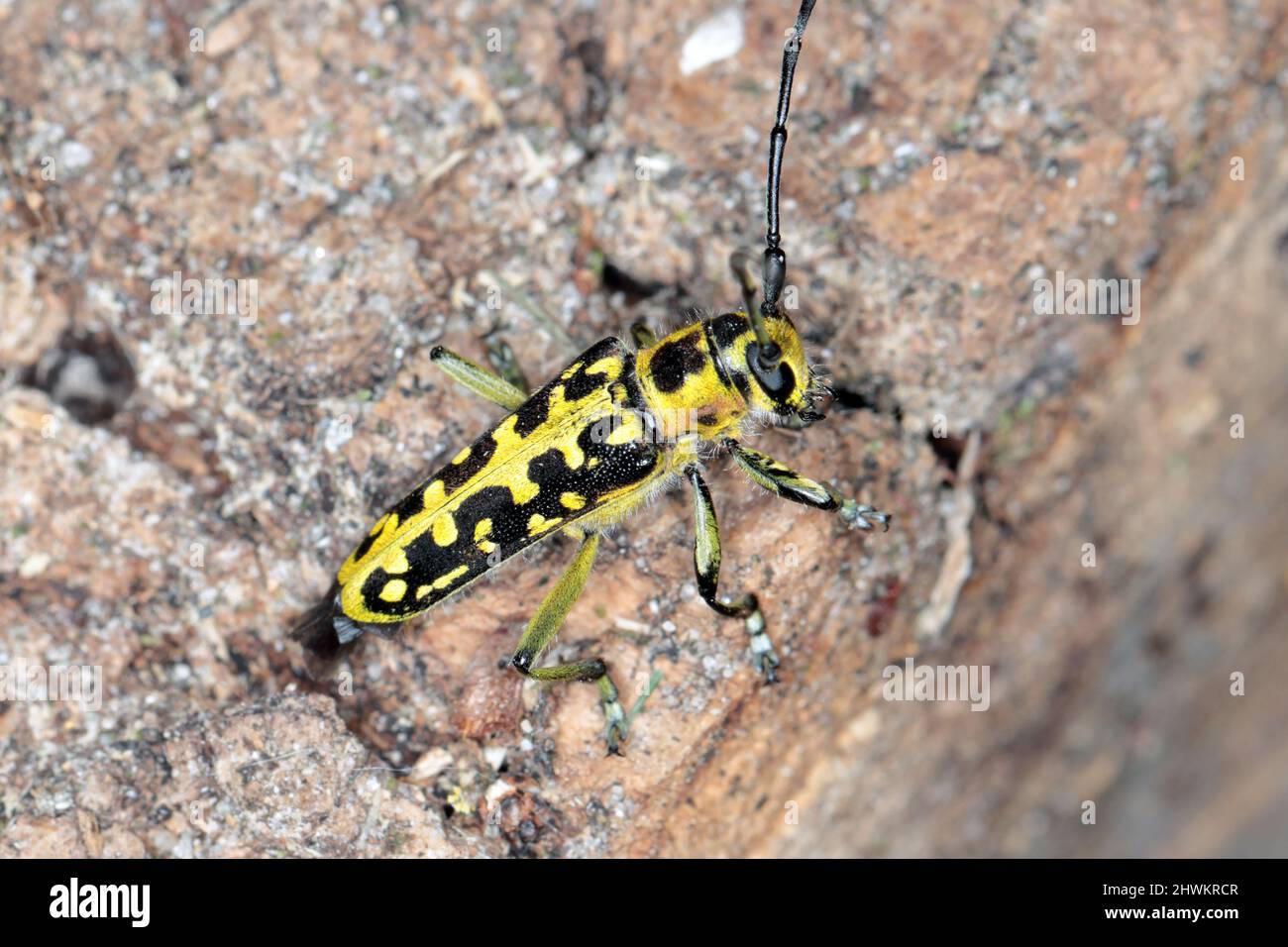 Grand coléoptère à corne marquée par une échelle (Saperda scalaris) sur l'écorce des arbres, photo macro Banque D'Images