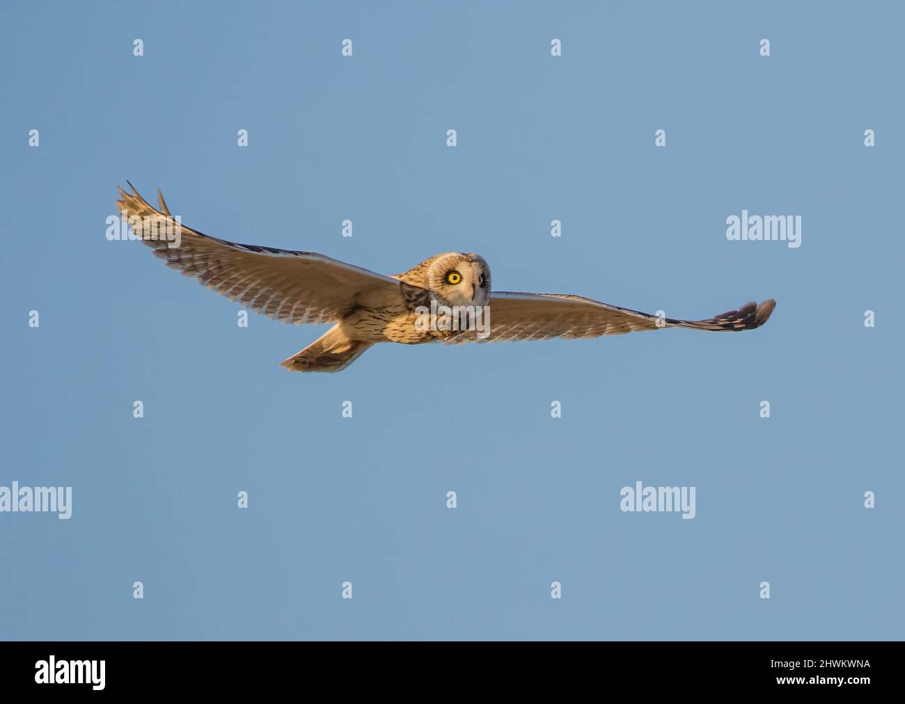 Un gros plan de hibou court et magique avec des yeux jaunes perçant, volant contre un ciel bleu clair. Cambridgeshire, Royaume-Uni. Banque D'Images