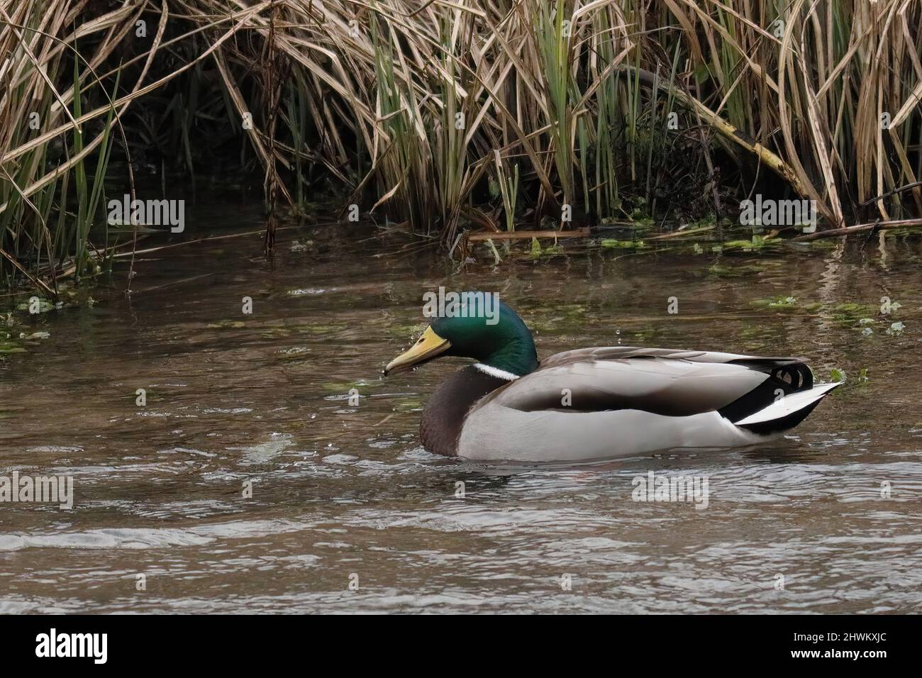 nager dans le vallard drake dans une rivière Banque D'Images