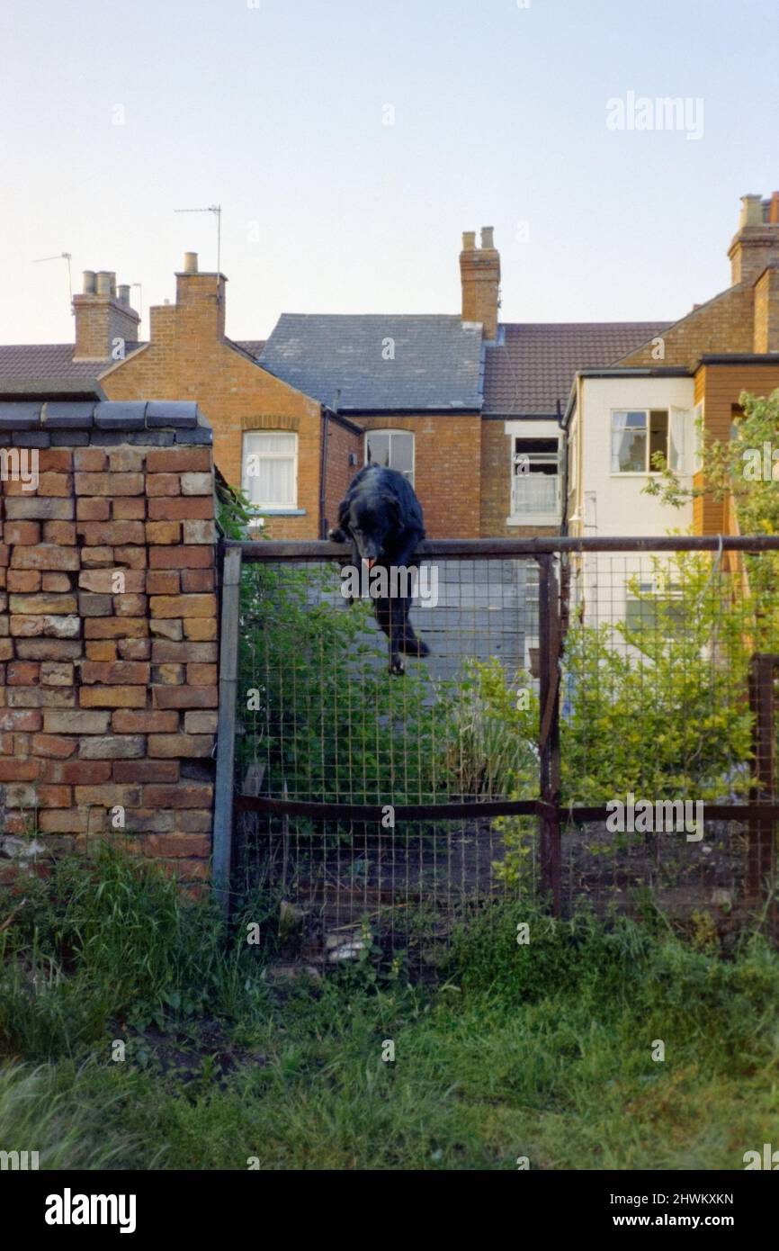jeune frontière collie cross chien grimper au-dessus de la haute clôture pour échapper à ses propriétaires jardin 1980s rugby angleterre royaume-uni Banque D'Images