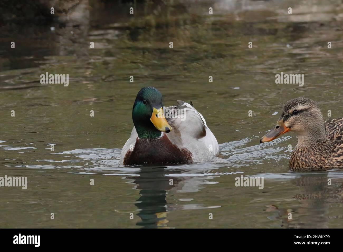 canard nageant dans une rivière Banque D'Images