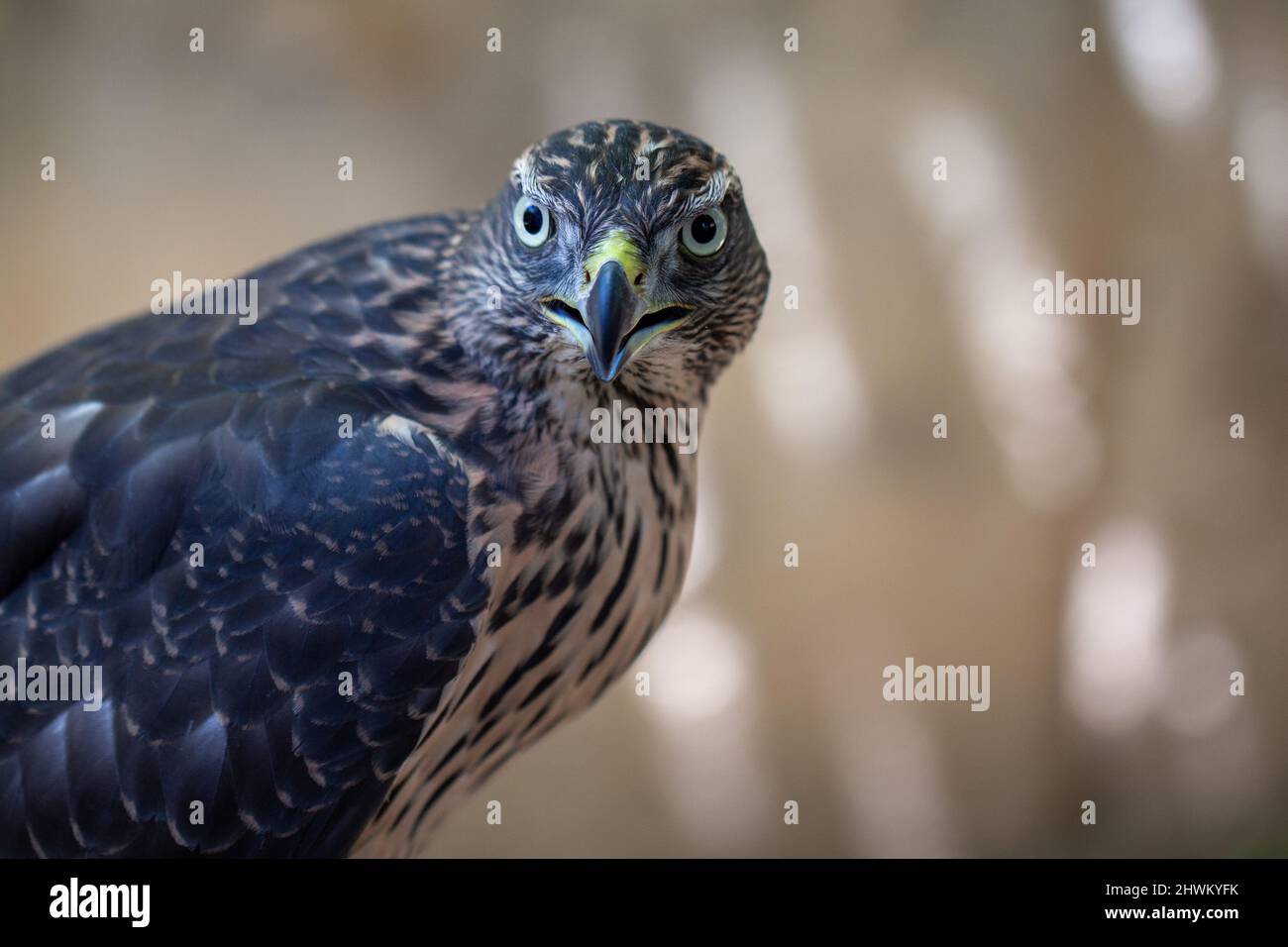 Portrait en gros plan de foshawk juvénile. Banque D'Images
