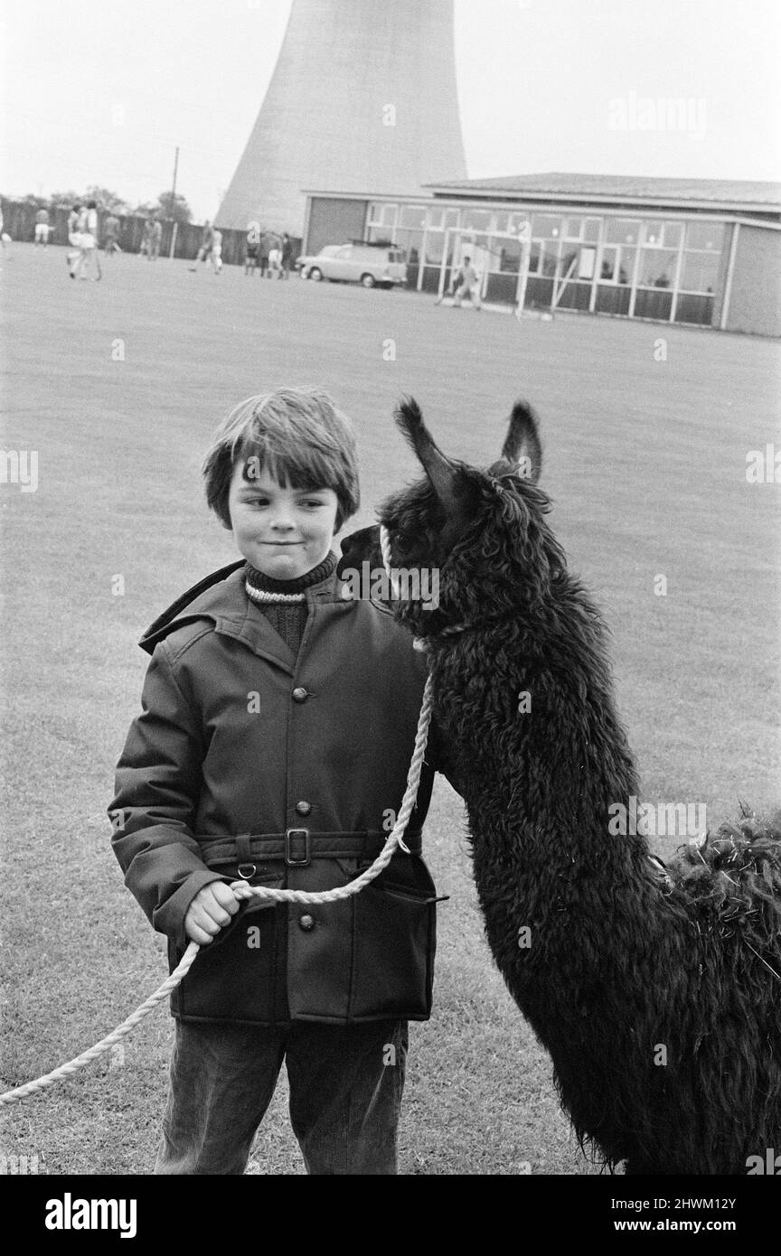 Un enfant jouant avec un Llama au gala ici. 1972. Banque D'Images