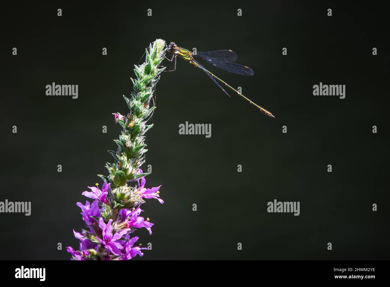 Lestes viridis ou chalcolestes viridis sur fleur pourpre Banque D'Images