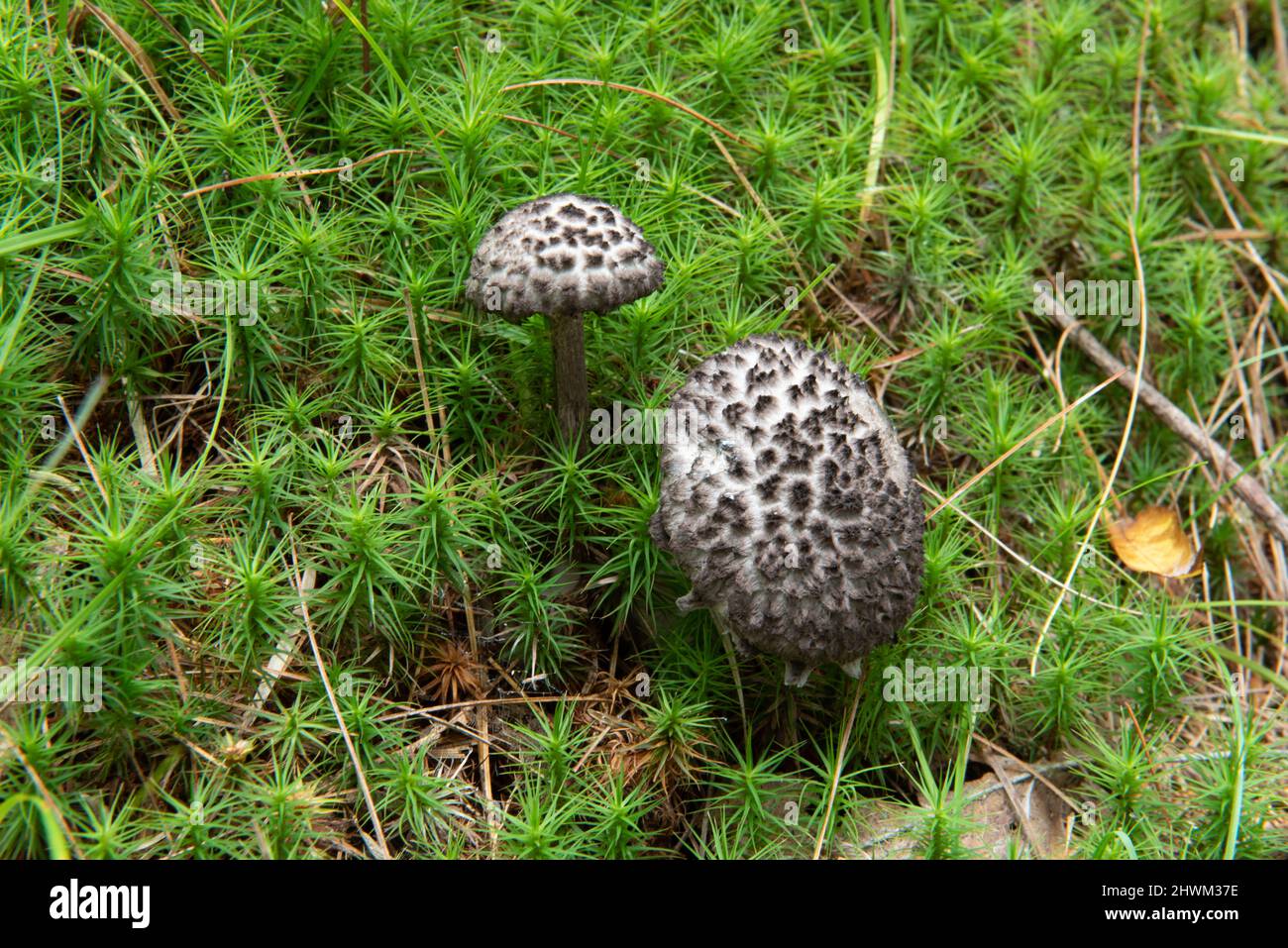 Strombilices floccopus sur mousse verte Banque D'Images