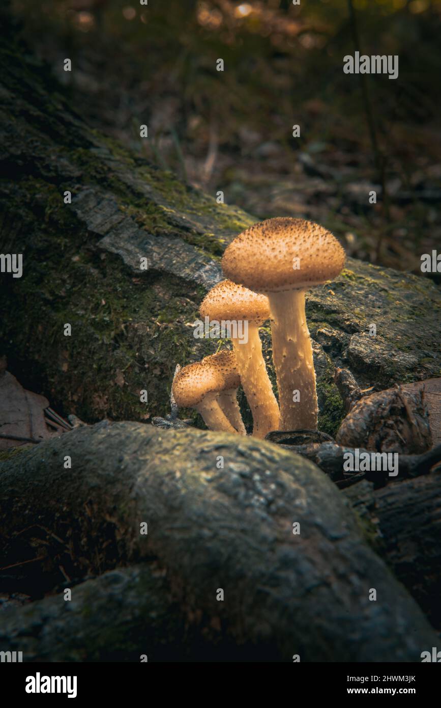 Champignons orange poussant entre les racines d'un arbre Banque D'Images