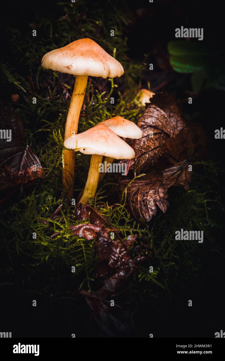 Gros plan sur hypholoma fasciculare ou Tuft de soufre Banque D'Images