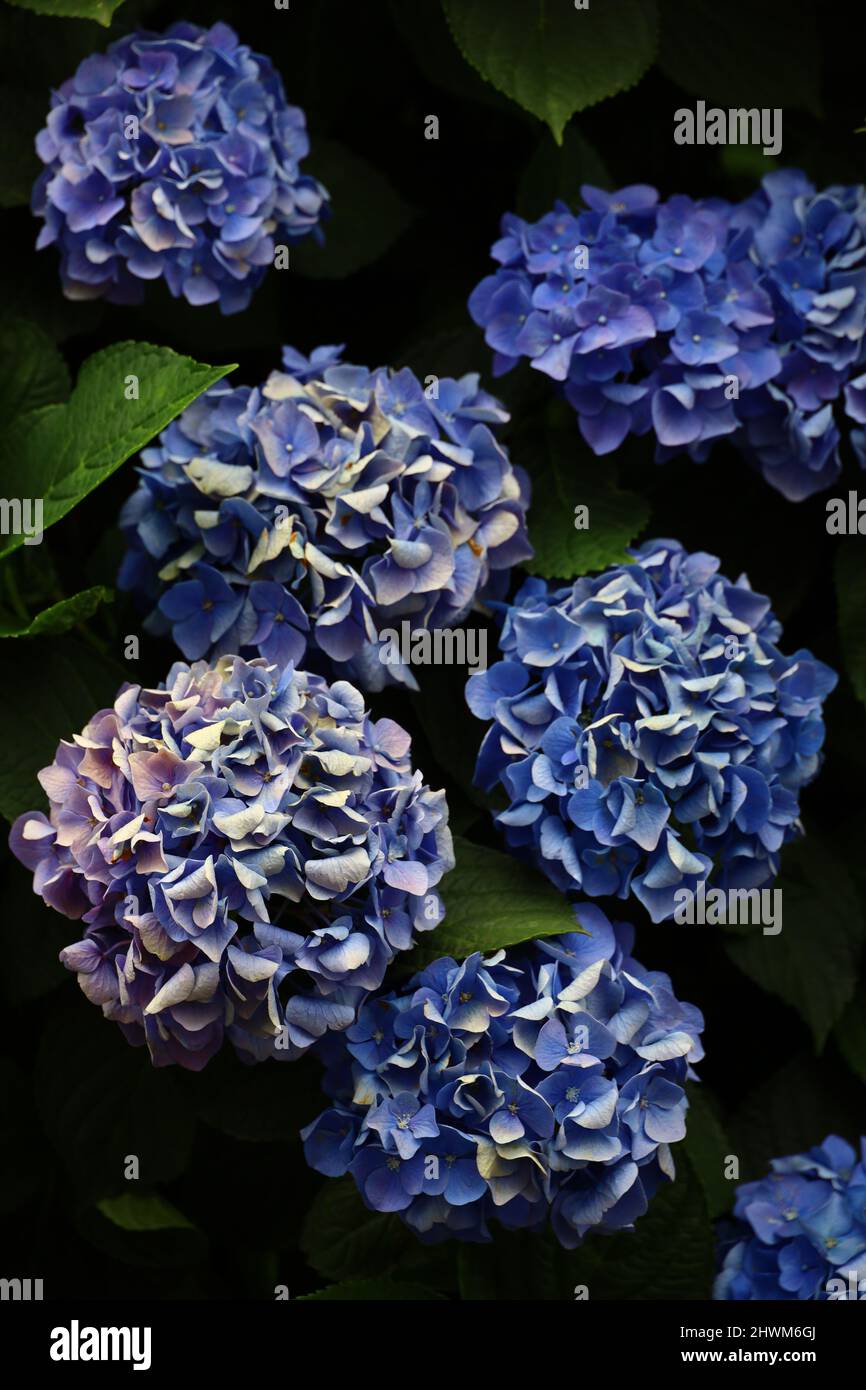 Photo de la vie encore des fleurs d'hortensia en grappes Banque D'Images Photo de la vie encore des fleurs d'hortensia en grappes Banque D'Images