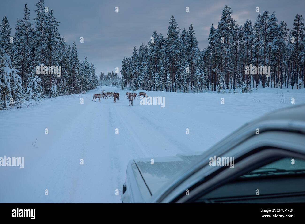 Un groupe d'élans ou d'animaux cerfs sur la route enneigée glacée en Suède en hiver. Situation dangereuse le soir, la voiture s'arrête devant un groupe de Banque D'Images