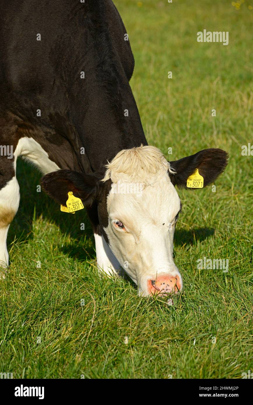 Les vaches se broutent dans les champs au sommet d'un feu de détresse, près de Brighton, au Royaume-Uni Banque D'Images